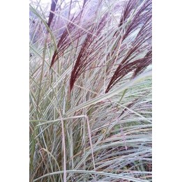 Eulalie - Miscanthus sinensis 'Morning Light'