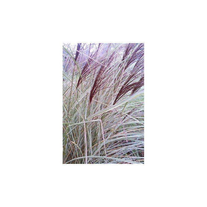 Eulalie - Miscanthus sinensis 'Morning Light'
