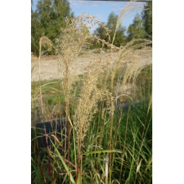 Eulalie - Miscanthus sinensis 'Nishidake'