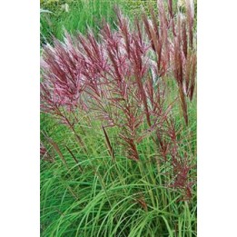 Eulalie - Miscanthus sinensis 'November Sunset'