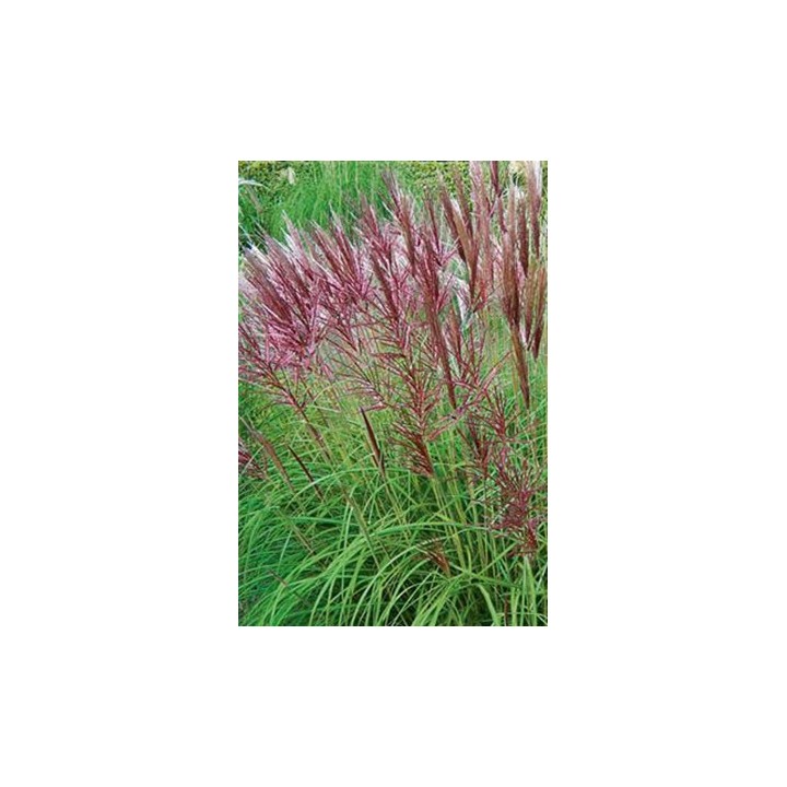 Eulalie - Miscanthus sinensis 'November Sunset'