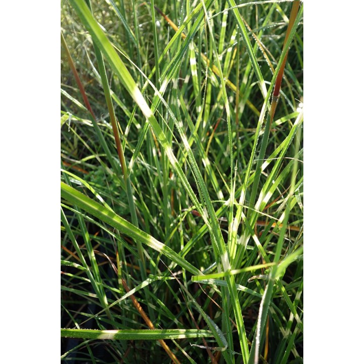 Eulalie - Miscanthus sinensis 'Punktchen'