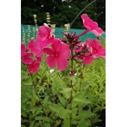 Phlox paniculata 'Rijnstroom'