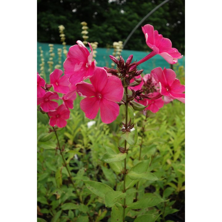 Phlox paniculata 'Rijnstroom'