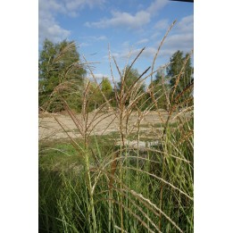 Eulalie - Miscanthus sinensis 'Rotfuchs'
