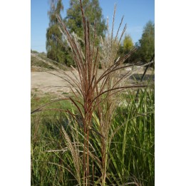 Eulalie - Miscanthus sinensis 'Rotsilber'