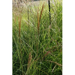 Eulalie - Miscanthus sinensis 'Sarabande'