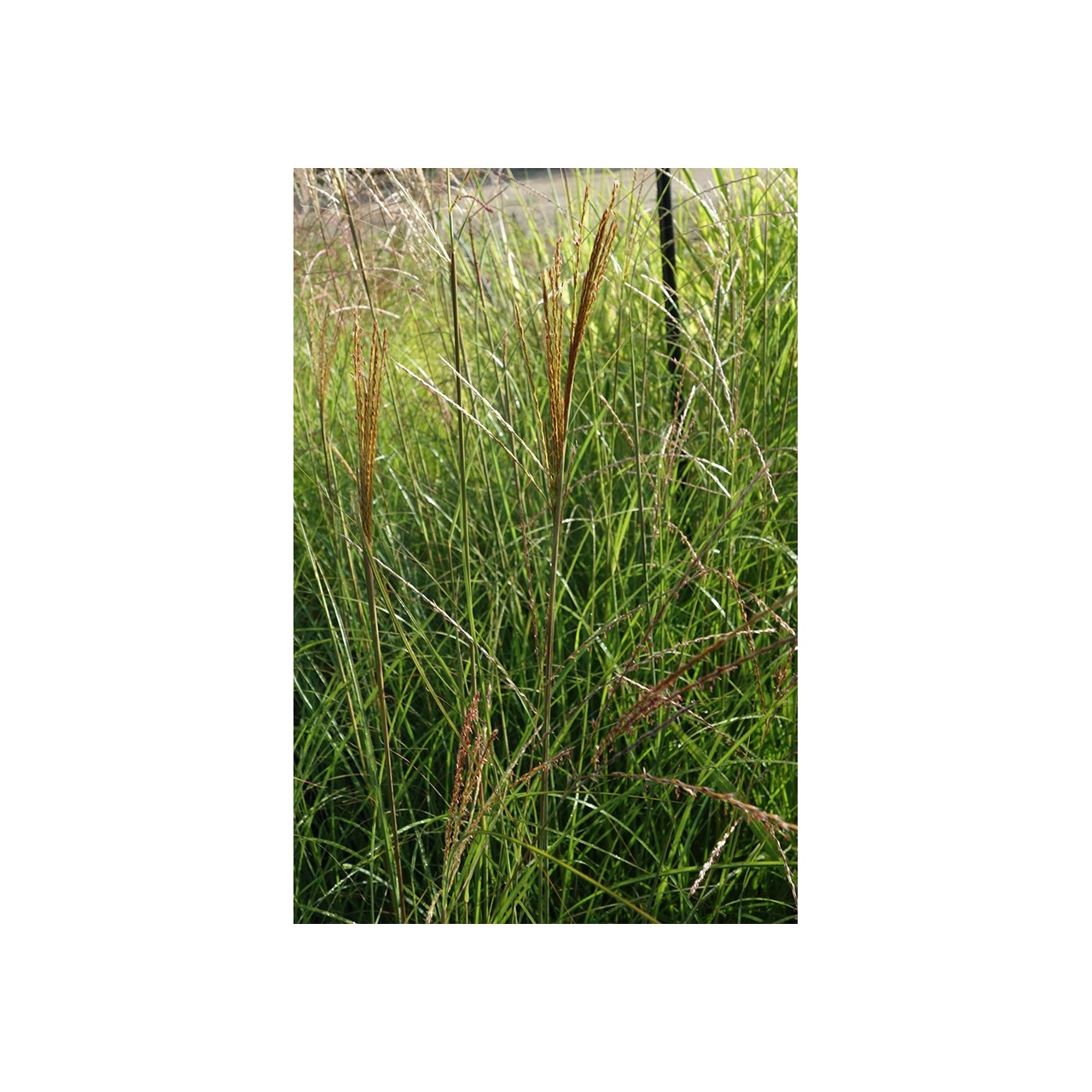 Eulalie - Miscanthus sinensis 'Sarabande'