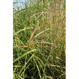 Eulalie - Miscanthus sinensis 'Sirène'