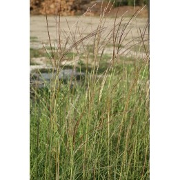 Eulalie - Miscanthus sinensis 'Undine'