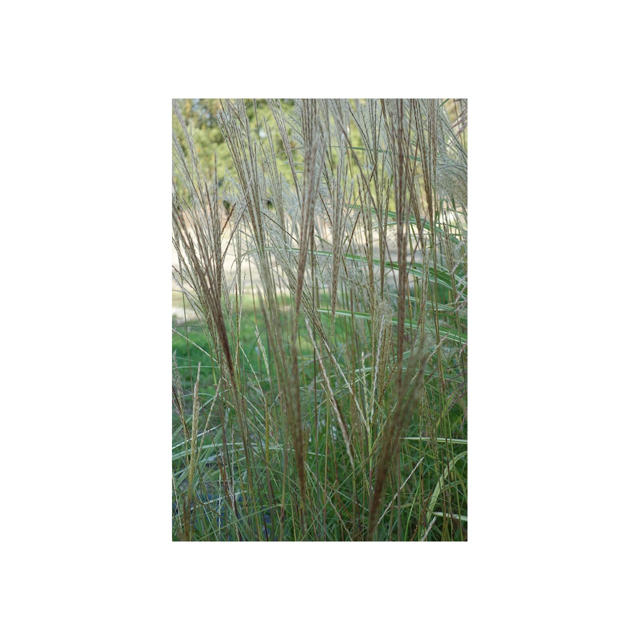 Eulalie - Miscanthus sinensis 'Yaku-jima'