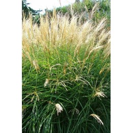 Eulalie - Miscanthus sinensis 'Yakushima Dwarf'