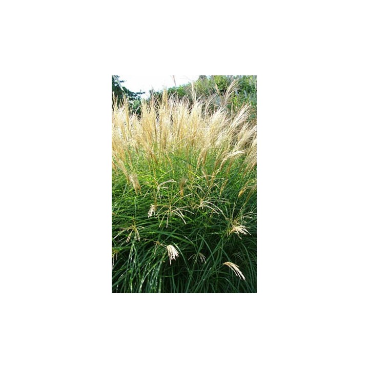 Eulalie - Miscanthus sinensis 'Yakushima Dwarf'