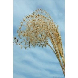 Eulalie - Miscanthus sinensis var.condensatus