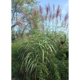 Eulalie - Miscanthus sinensis var.condensatus 'Cosmopolitan'