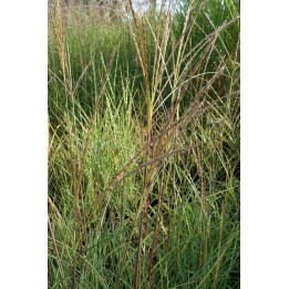 Eulalie - Miscanthus transmorrisonensis