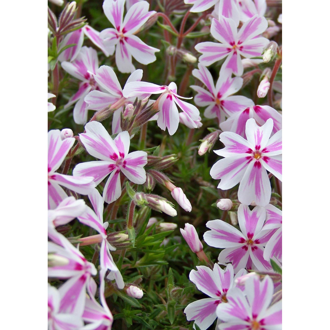 Phlox mousse - Phlox subulata 'Candy Stripe'