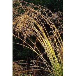 Molinie élevée - Molinia caerulea subsp.arundinacea