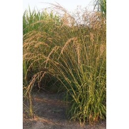 Molinie - Molinia caerulea subsp.arundinacea 'Cordoba'
