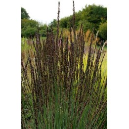 Molinie pourpre - Molinia caerulea subsp.arundinacea 'Moorhexe'