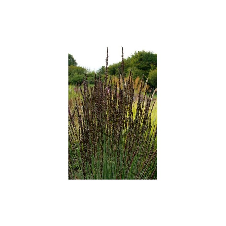 Molinie pourpre - Molinia caerulea subsp.arundinacea 'Moorhexe'