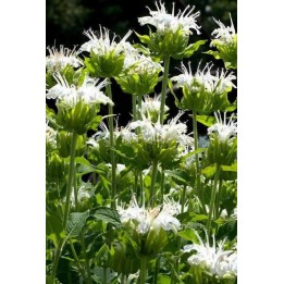 Monarde - Monarda 'Schneewittchen'