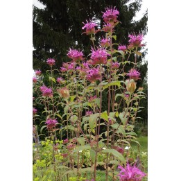 Monarde - Monarda 'Scorpion'