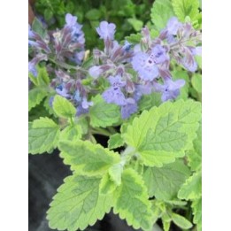 Herbe à chat - Nepeta 'Six Hills Gold'