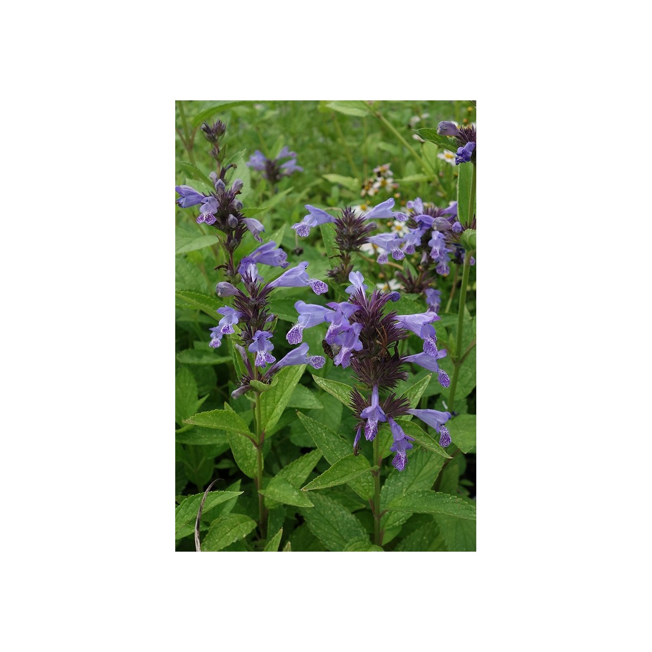 Chataire - Nepeta manchuriensis 'Manchu Blue'