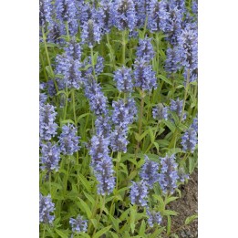 Menthe des chats - Nepeta nervosa - Description et achat en ligne