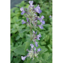 Herbe à chat - Nepeta racemosa