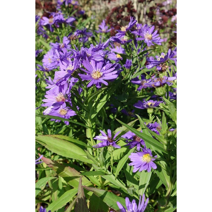 Vendangeuse - Aster dumosus 'Sapphire' - Symphyotrichum dumosum 'Sapphire'