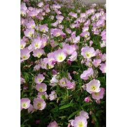 Onagre - Oenothera speciosa
