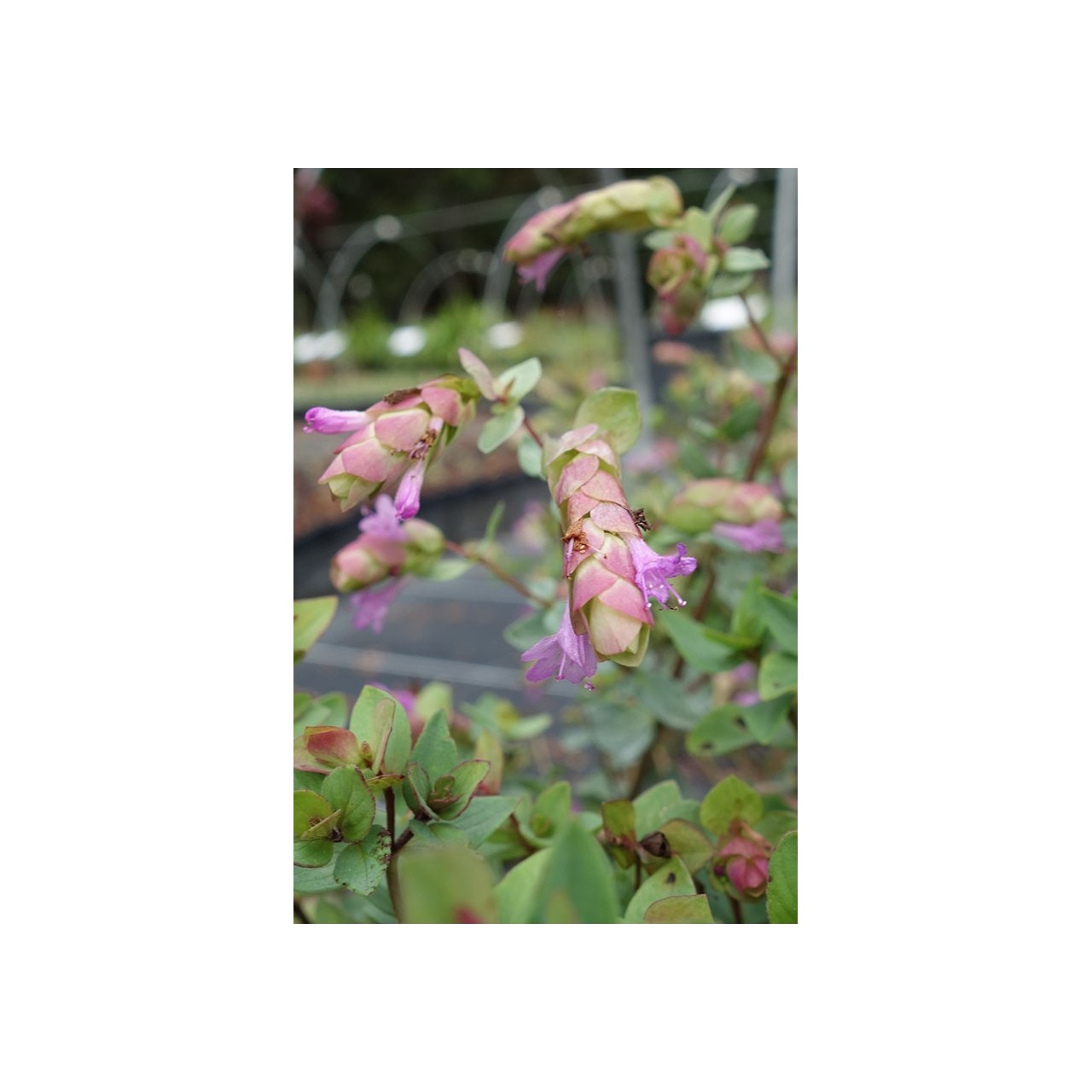 Origan - Origanum 'Bristol Cross'