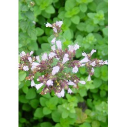 Origan - Origanum 'Hot and spicy'