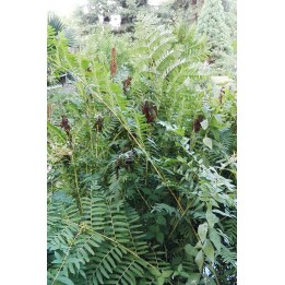 Osmonde royale - Osmunda regalis