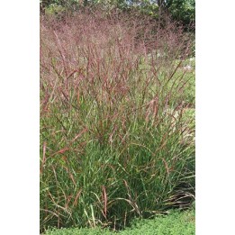 Panic érigé - Panicum virgatum