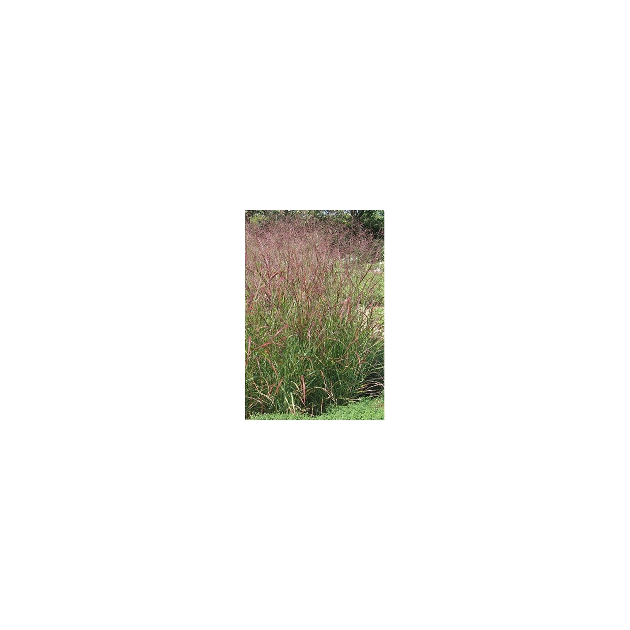 Panic érigé - Panicum virgatum