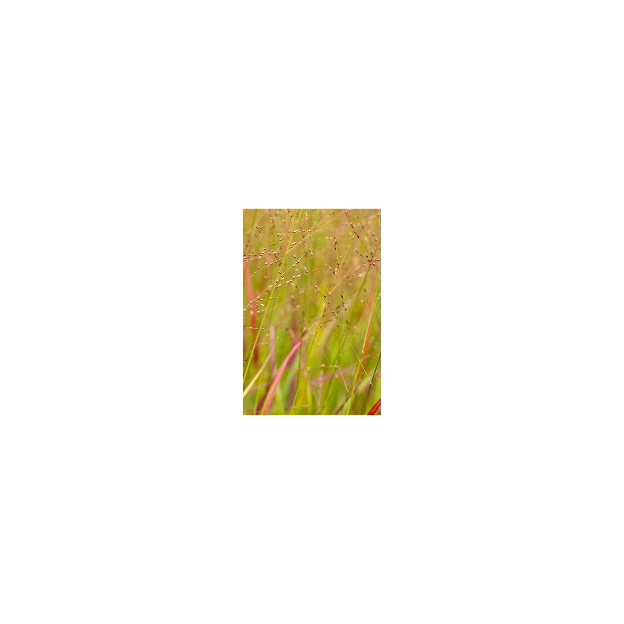 Switch Grass - Panicum virgatum 'Rotstrahlbush'