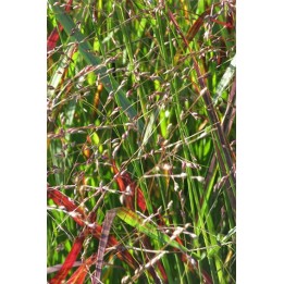 Panic   - Panicum virgatum 'Shenandoah'