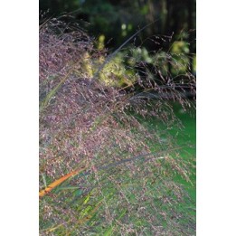 Switch Grass - Panicum virgatum 'Warrior'