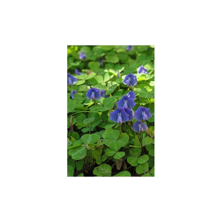 Trèfle bleu - Parochetus communis