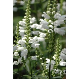 Cataleptique - Physostegia virginiana 'Alba' - Description et achat -