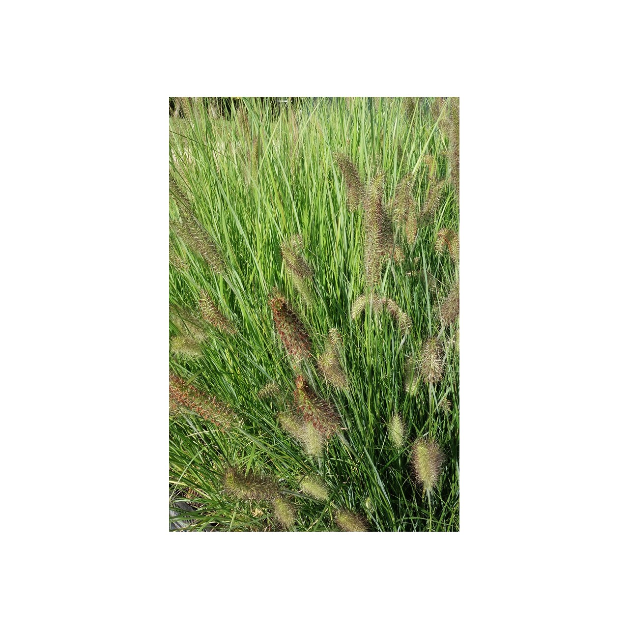 Herbe aux écouvillons - Pennisetum alopecuroides