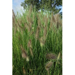 Herbe aux écouvillons - Pennisetum alopecuroides 'Hameln'