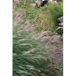 Herbe aux écouvillons - Pennisetum alopecuroides 'Herbstzauber'