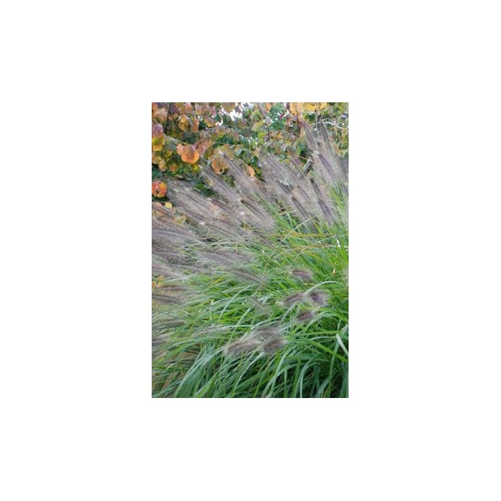 Herbe aux écouvillons - Pennisetum alopecuroides 'Japonicum'