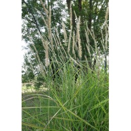 Herbe aux écouvillons - Pennisetum incomptum