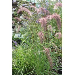 Herbe aux écouvillons - Pennisetum orientale 'Karley Rose'