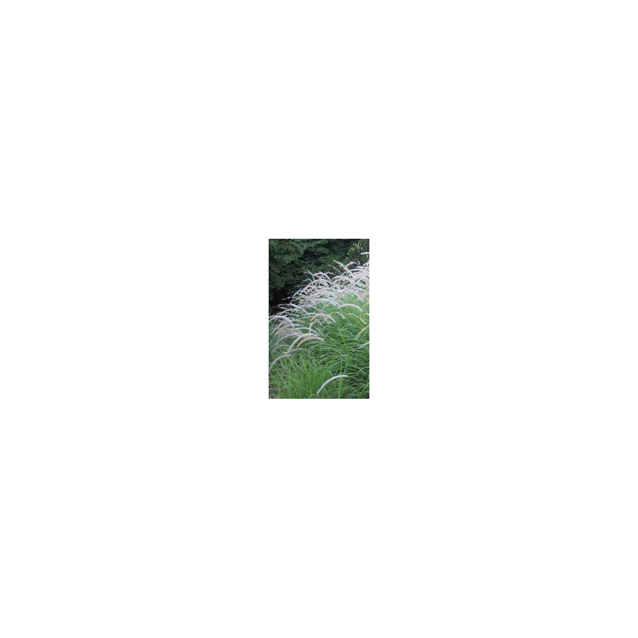 Herbe aux écouvillons - Pennisetum orientale 'Tall Tails'